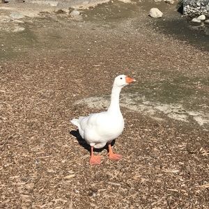 Meet your Posher, Nayeli